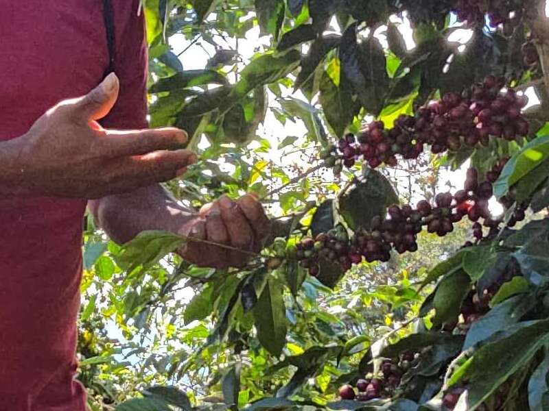 Comercio Justo - Familias Productoras